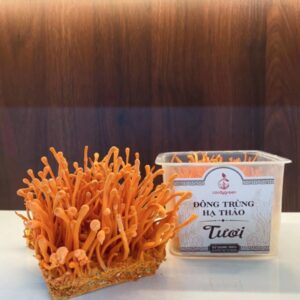 Đông trùng hạ thảo tươi